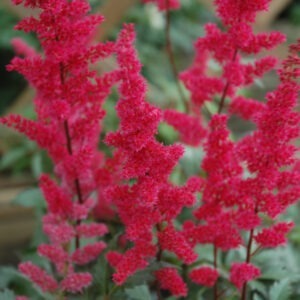 Astilbe Fanal