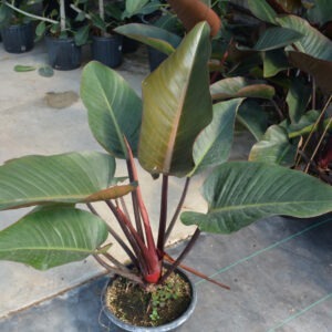 Philodendron Red Congo 10 Inch