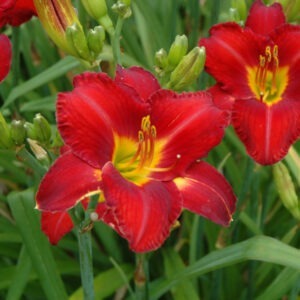 Autumn Chicago Apache Daylily