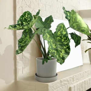 Alocasia Hilo Beauty 6 Inch