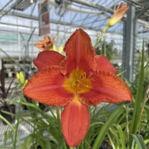 Hemerocallis South Seas