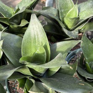 Sansevieria Bird Nest 6 Inch