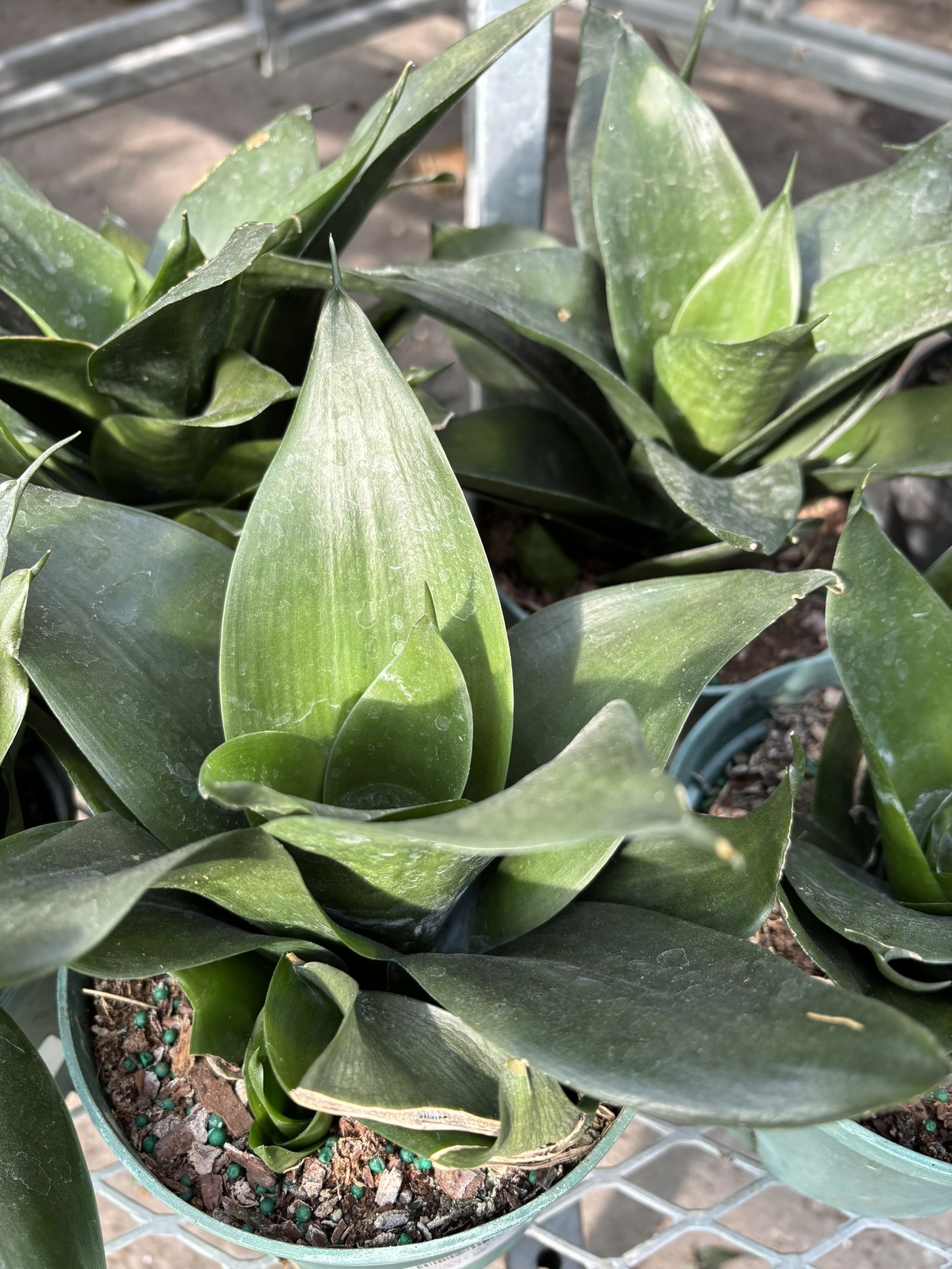 Sansevieria Bird Nest