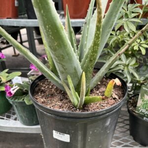 Aloe Vera 10 Inch