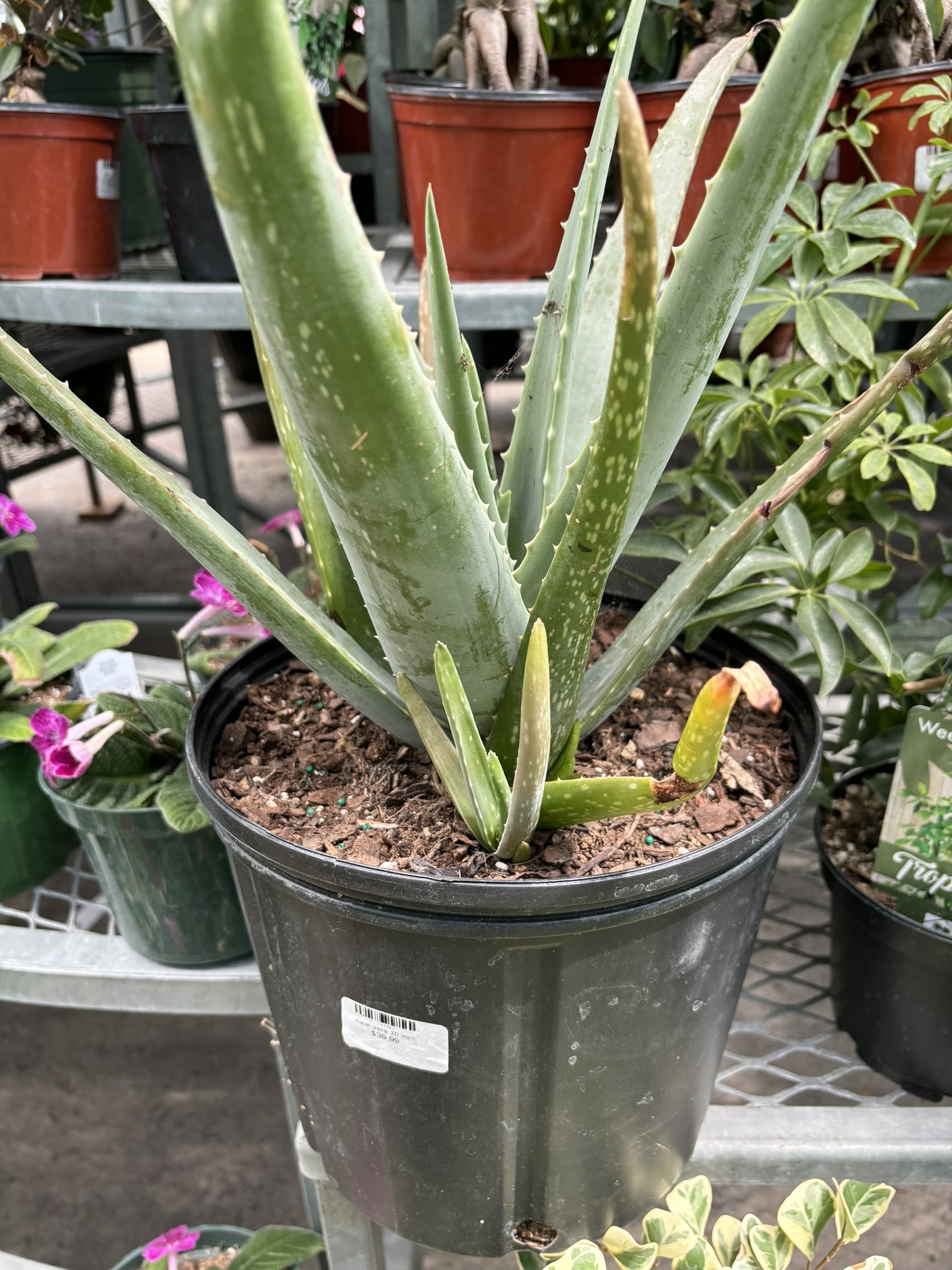 Aloe Vera