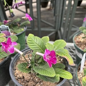 Streptocarpus Ladyslippers Asst