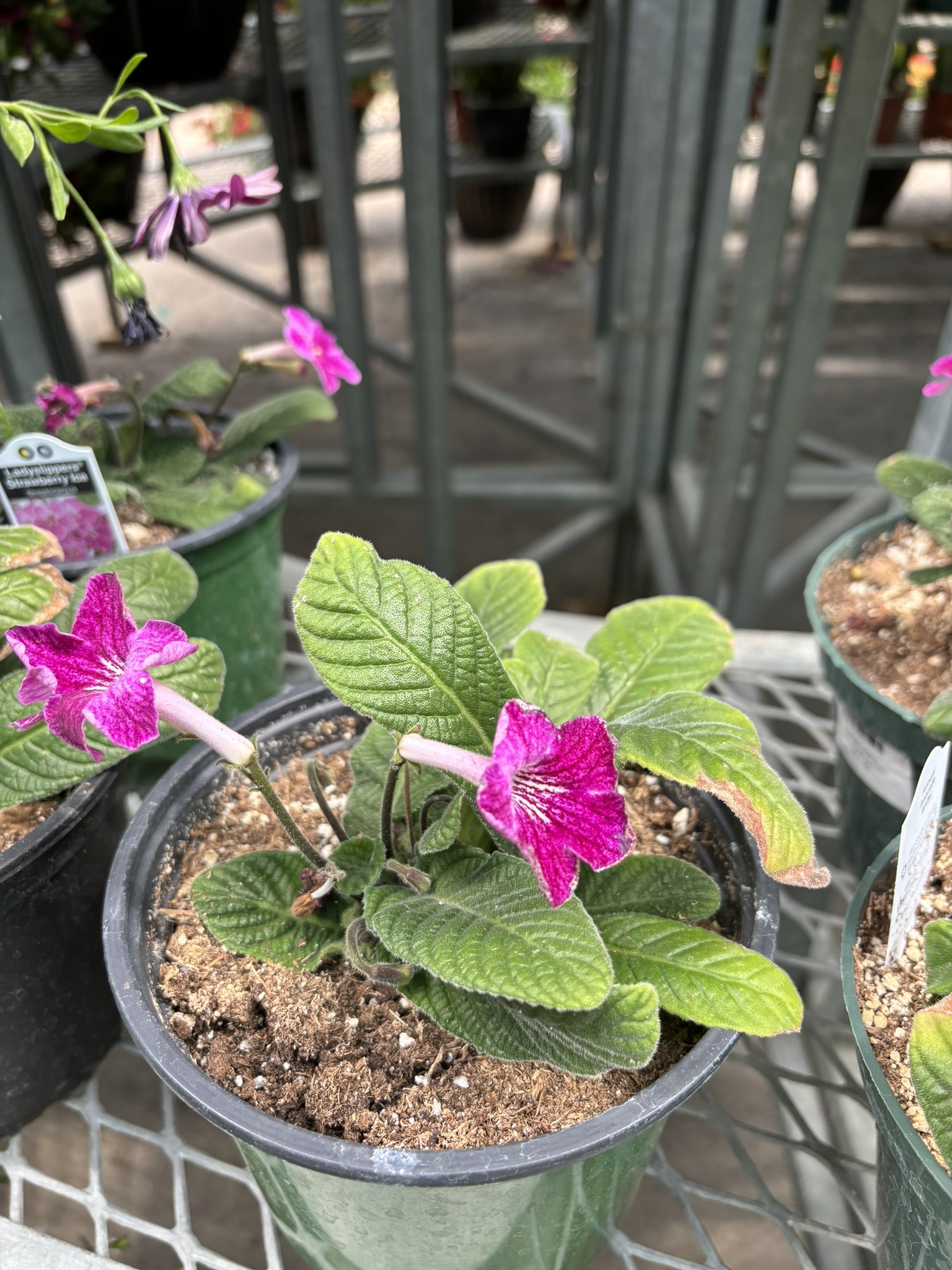 Streptocarpus Lady Slipper