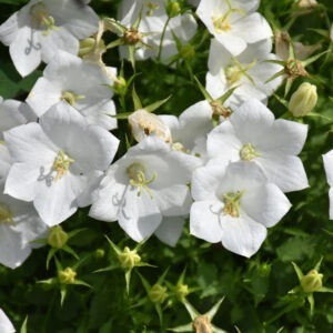 Campanula Bavarian White Clips Bellflower