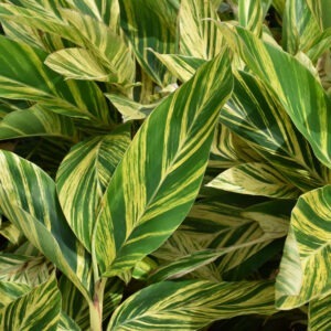 Ginger variegated