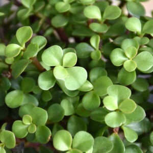 Portulacaria Afra Jade 6 Inch