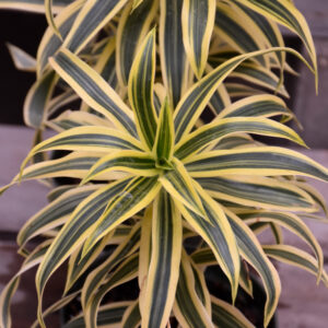 Dracaena Song of India 10 Inch