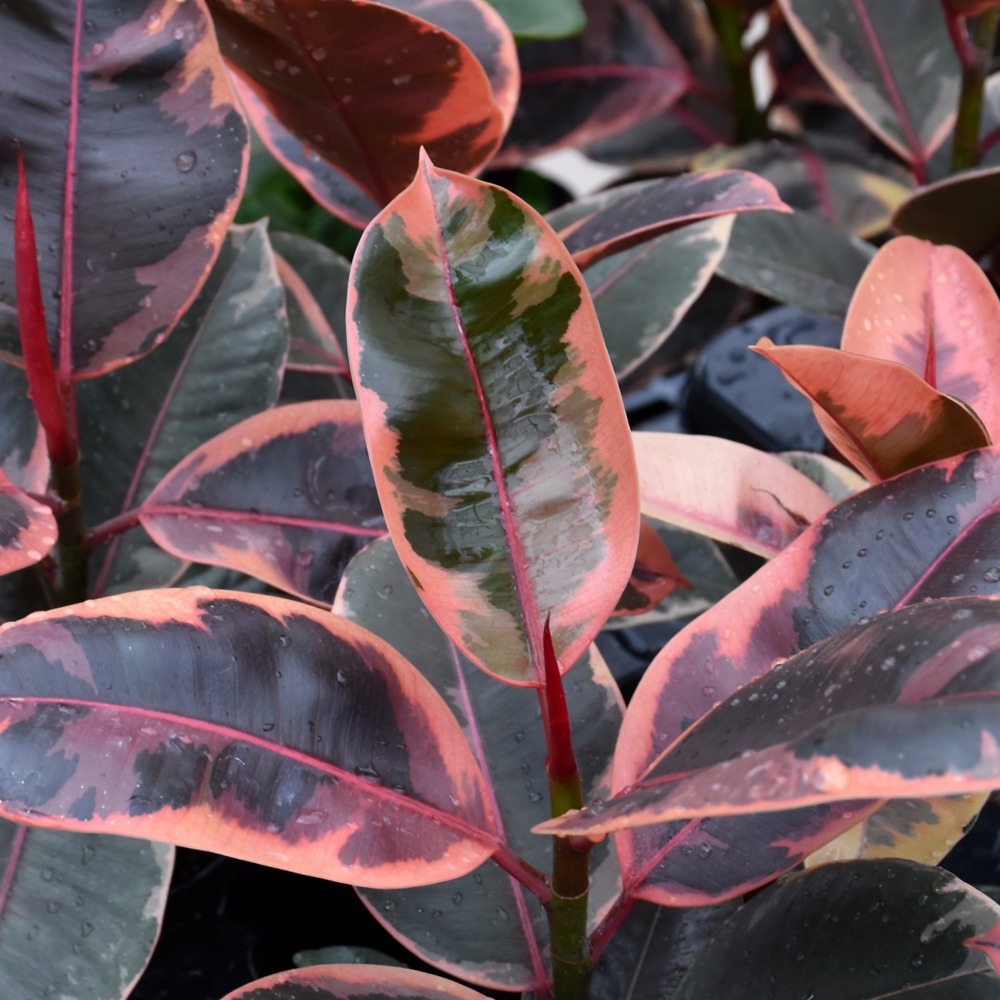 Ficus Burgundy Bush