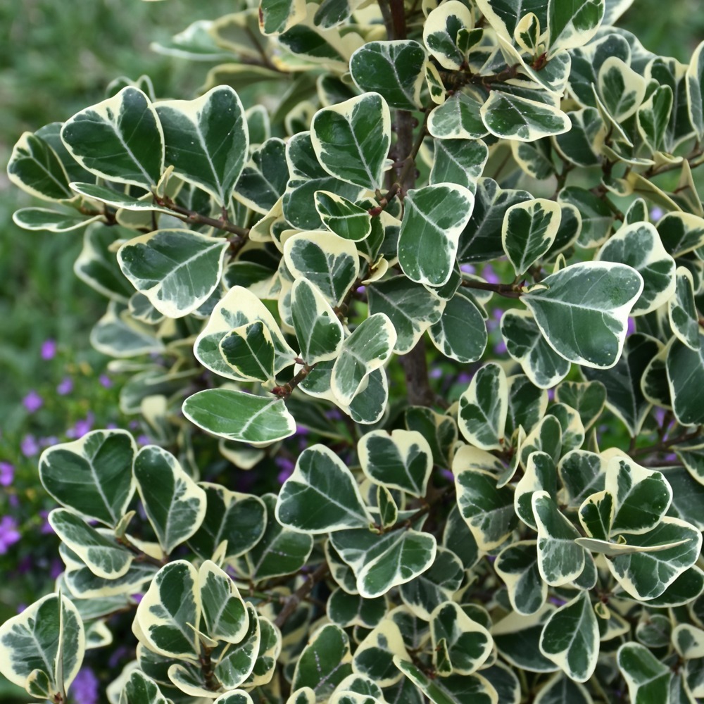 Ficus Triangularis variegated