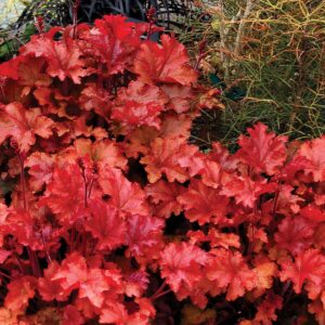 Heuchera Peach Flambe Coral Bells