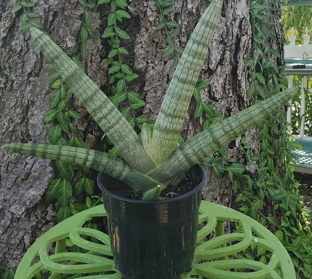 Sansevieria Bonzel