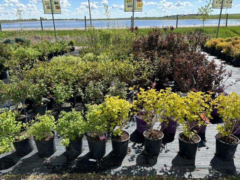 Excellent selection of Locally grown Trees, Shrubs, Perennials and Annuals