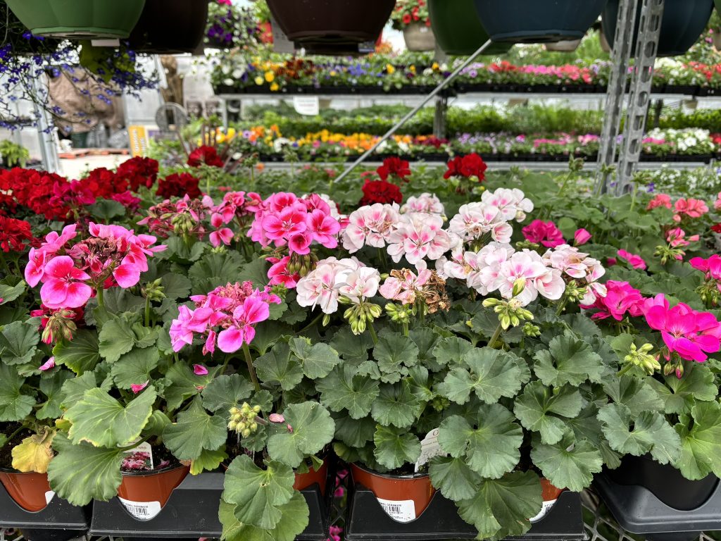 Plant varieties