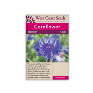 Cornflower Centaurea Blue Boy