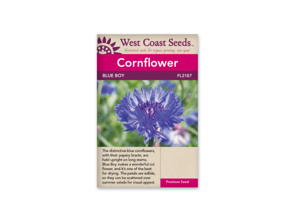 Cornflower Centaurea Blue Boy
