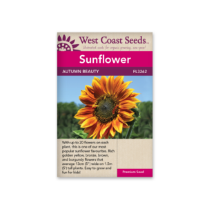 Sunflowers Autumn Beauty