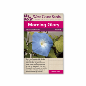 Morning Glory Heavenly Blue