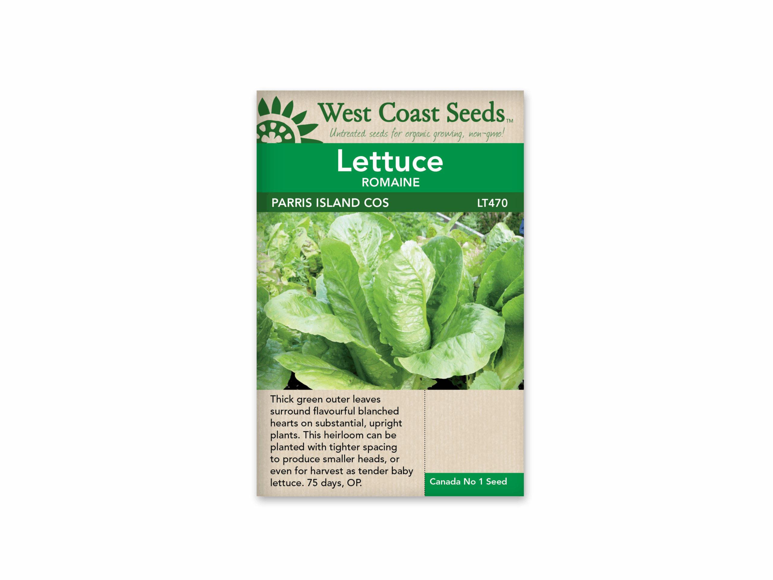 Lettuce Romaine Parris Island