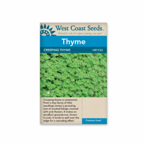 Thyme Creeping Thyme