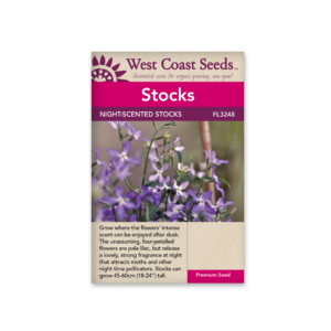 Stocks Evening Scented