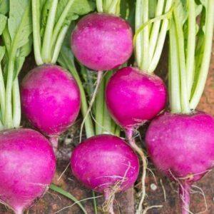 Radishes Amethyst
