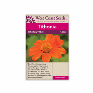 Tithonia Mexican Torch