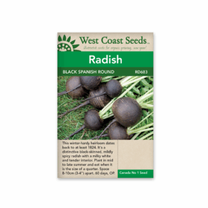 Radish Black Spanish Round