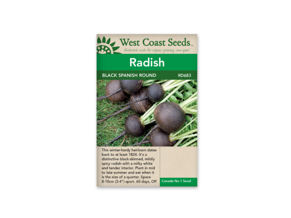 Radish Black Spanish Round
