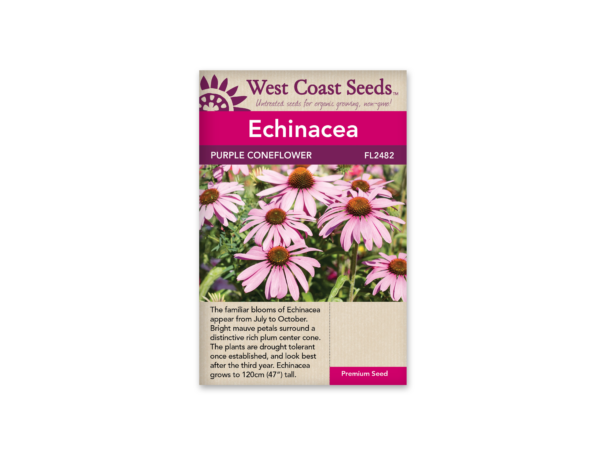 Coneflowers Purple