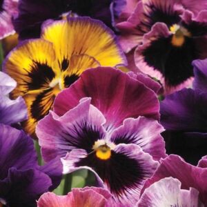Pansies Fizzy Fruit Salad Mix