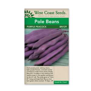 Beans Purple Peacock (OP)