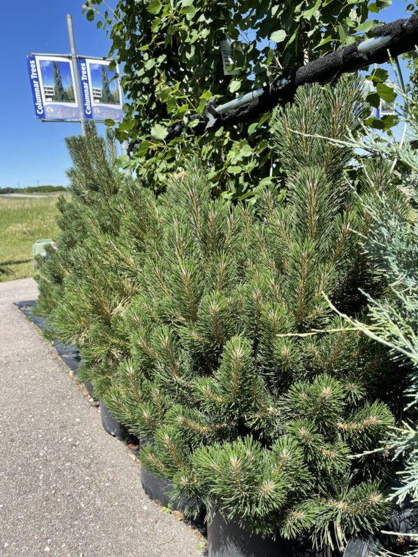 Mountain Pine - Image 2