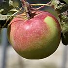 Fall Red Apple