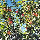 September Ruby Apple