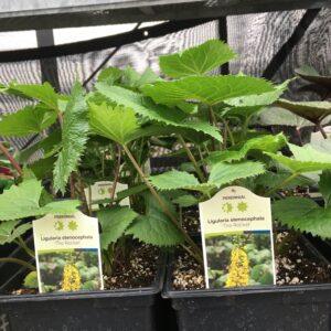 Ligularia The Rocket