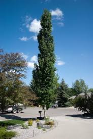 Swedish Aspen