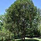 Laurel Leaf Willow