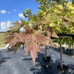 Silver Cloud Maple