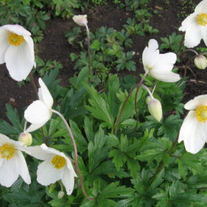 Anemone sylvestris Snowdrop