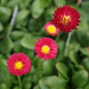 Bellis English Daisy Rominette Mix