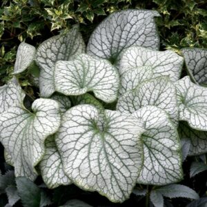 Brunnera Alexander's Great
