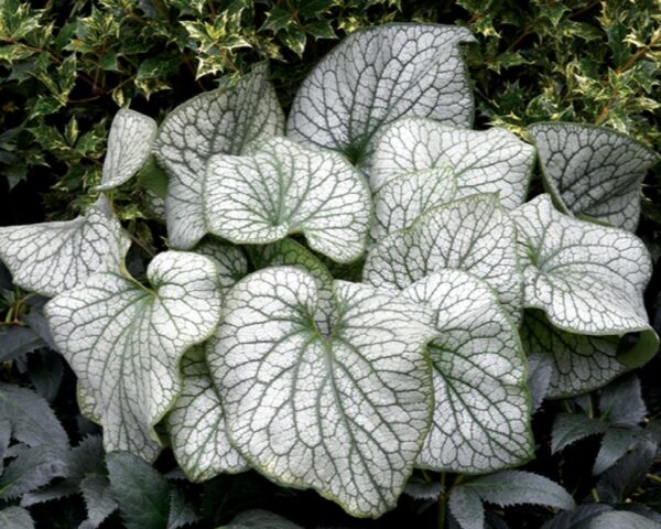 Brunnera Alexander's Great