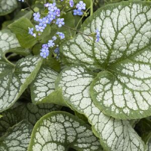 Brunnera Jack Frost Bugloss