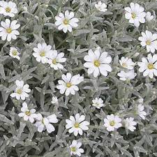 Cerastium Snow in Summer