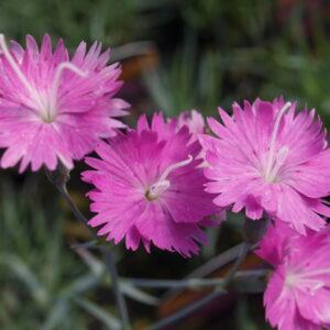 Dianthus Firewitch