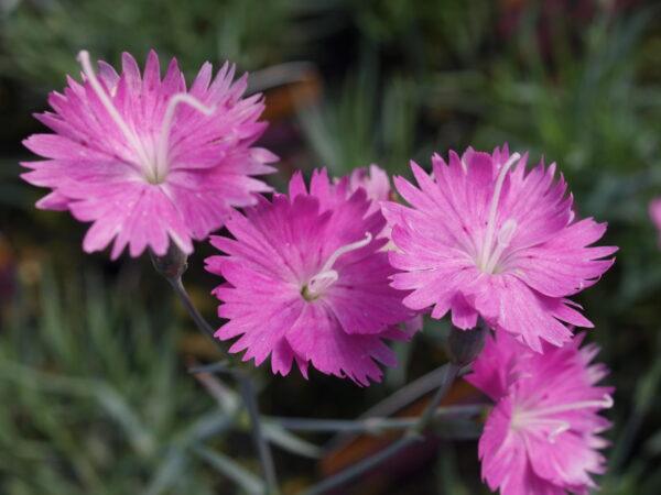 Dianthus Firewitch
